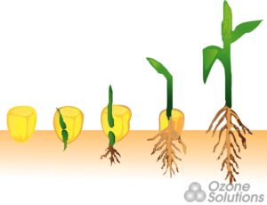 seed or soil