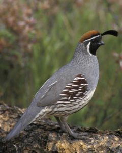 gambel-quail-desert-life