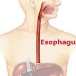 esophagus