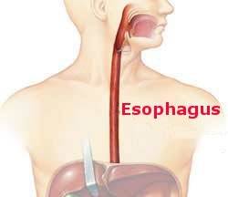 esophagus